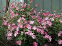 nearly_wild_rose.jpg