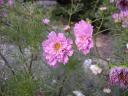 p8170029_resize.JPG