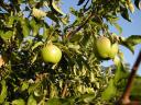 Granny Smith apple tree