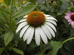 p7050043.JPG