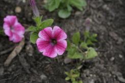 _mg_1542.JPG