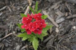 _mg_1545.JPG