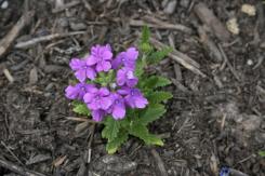 _mg_1548.JPG