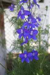 _mg_1644.JPG