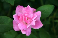 img_2151.JPG