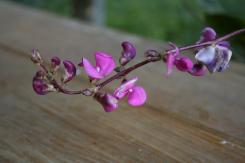 _mg_0009.jpg