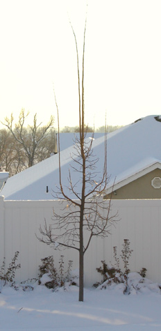 Funny looking linden tree