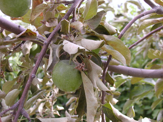 Spider mites on my apples, cherries, and willow – Valley Gardens