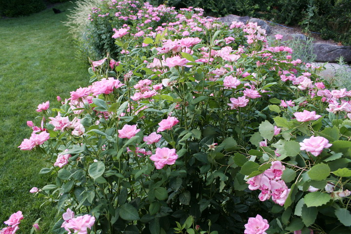 Pink Simplicity Roses doing better this year - Valley Gardens