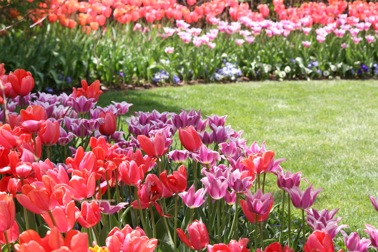 Thanksgiving Point Tulip Festival 2014 Valley Gardens