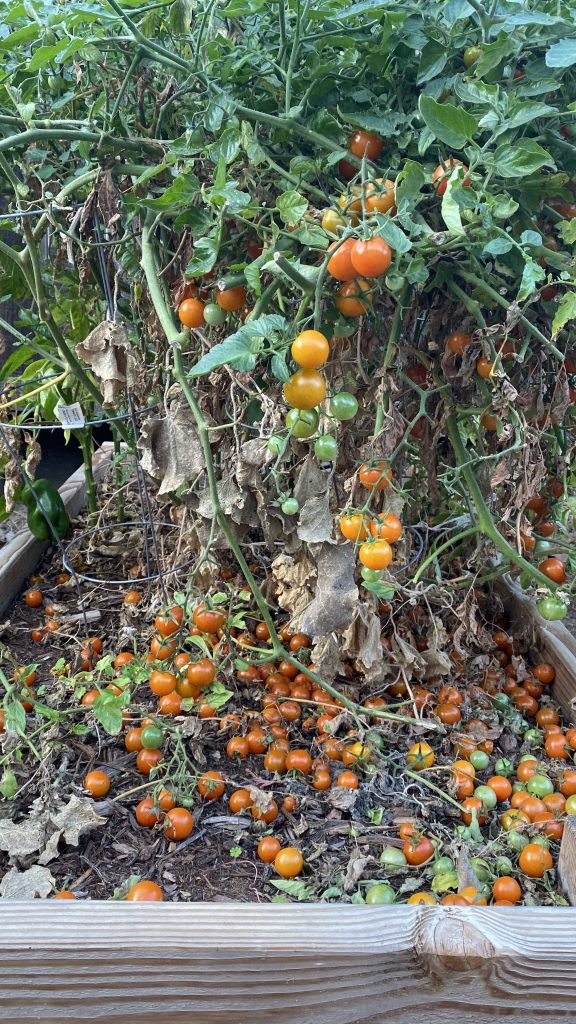 Fresh tomato sauce from the garden Valley Gardens