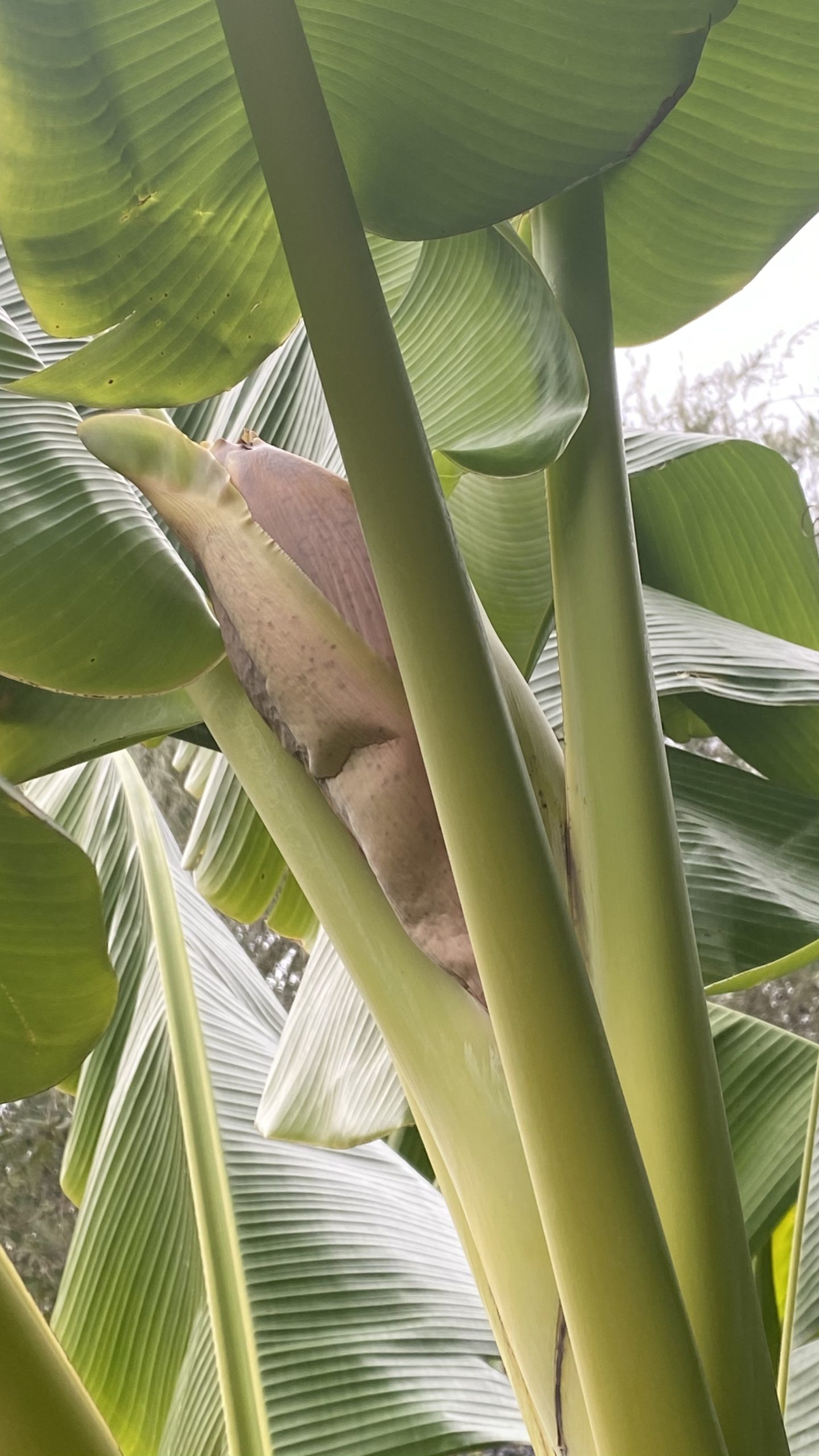 Welcome Back To Banana Tree News – Banaana Tree News